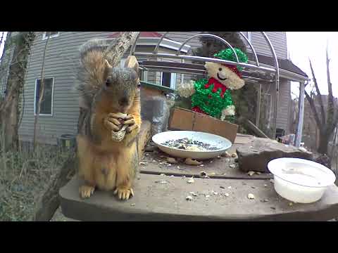 This squirrel is a lumberjack and he’s ok