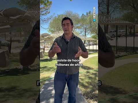 ¿Por qué #PuertoMadryn se llenó de #medudas? #chubut #patagonia