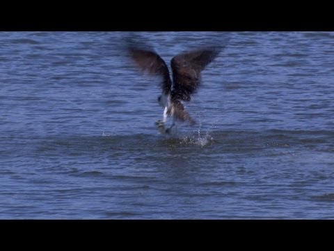 Catch of the day at RBC Heritage | Bird retrieves fish