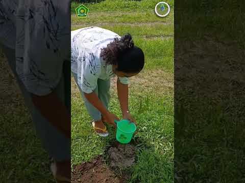 Penanaman Pohon Matoa PPPK TAHAP 1 2024