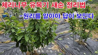 체리나무 유목기 새순 정리법 -원리를 알아야 답이 보인다.(체리 재배, 체리 나무 관리, 체리나무 순 정리,…
