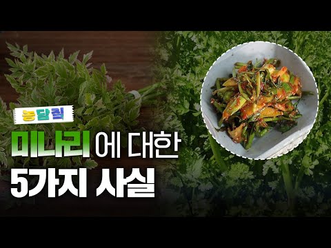 미나리, 당신이 몰랐던 5가지 사실|농담짚