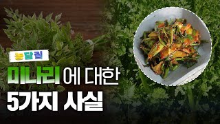 미나리, 당신이 몰랐던 5가지 사실|농담짚