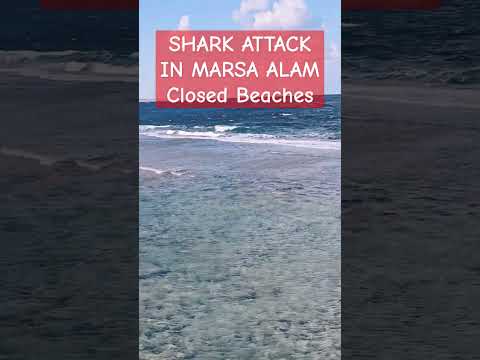 "Shark Attack in Marsa Alam, Egypt 2025 🦈🌊 Shocking Incident 2024 Closed Beaches