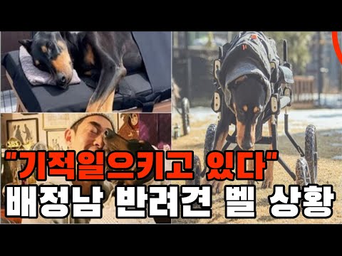 [유튜브] Bae Jeong-nam, a paralyzed man's dog, is making a miracle.