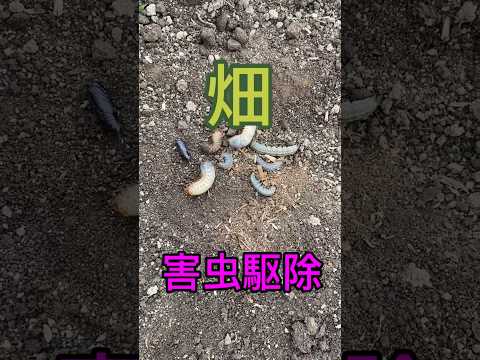 堆肥に含まれる有益な昆虫と非有益な昆虫は何ですか?  庭園