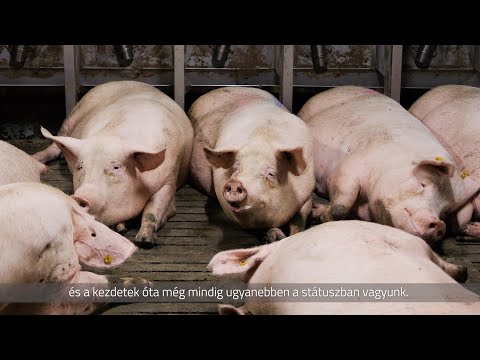 Üzemlátogatáson a Csicsó Farmnál – bővebb változat, további érdekességekkel