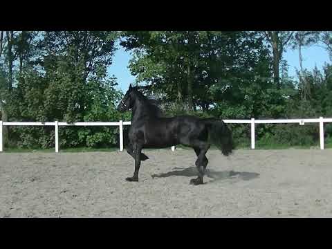 Stal Okkema's Delmer - Thorben x Wierd - stallion - 2017 - 1.64m