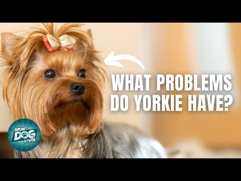 12 Things Only Yorkshire terrier Dog Owners Understand