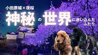 【お散歩スポット巡り#47】小田原城×夜桜が神秘的過ぎた！　イングリッシュコッカースパニエル「みみ」 の気持ち