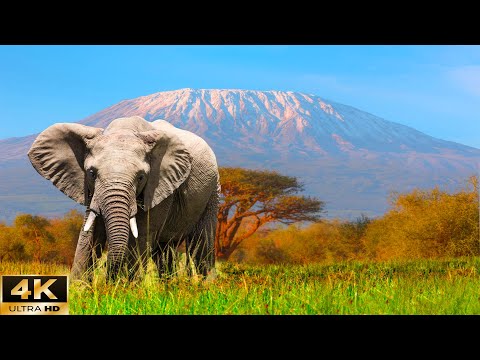 Africa Wildlife 4K ULTRA HD / 4K: Movies About Rhinos, Lions, Antelopes & Wildlife
