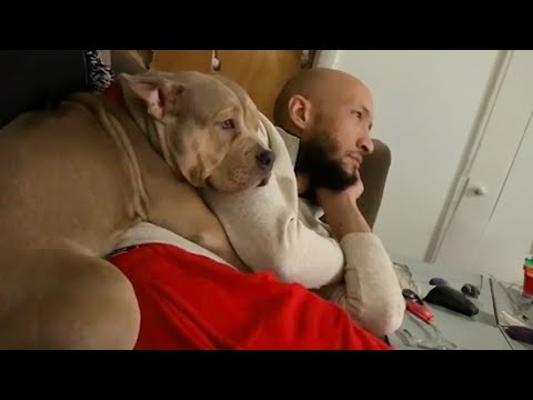 Les gros chiens n'ont aucune notion de leur taille drôle de chien 2025