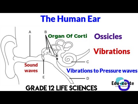 The human ear - grade 12 Life Sciences