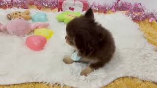 チワワ（ロング）の動画01