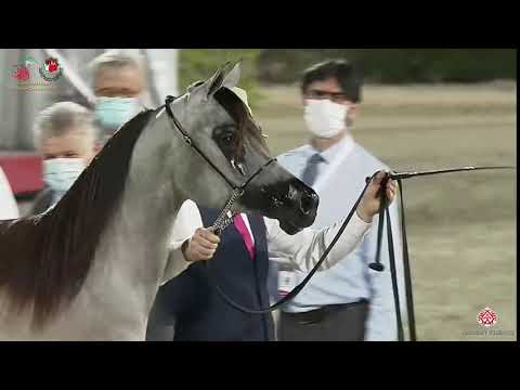 N 87 MAGICA KH   Emirates Arabian Horse Breeders Championship 2021   Yearling Fillies Class 1F