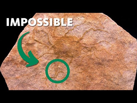 Evolutionists, You’ve Been Caught Lying About Fossils