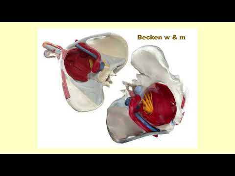 Radiobeitrag zum Thema urologische Beschwerden / Unter der Gürtellinie (m/w)