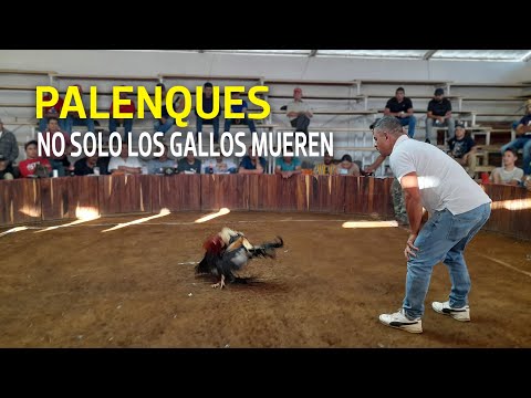 Palenques de gallos clandestinos en Michoacán