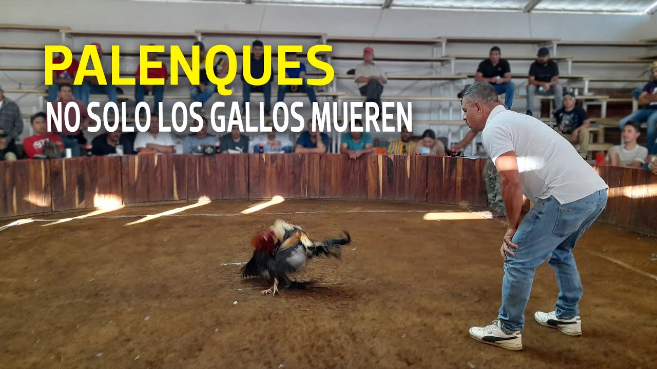 Palenques de gallos clandestinos en Michoacán