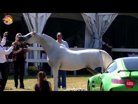 Elran Cup 2018 - Class 11