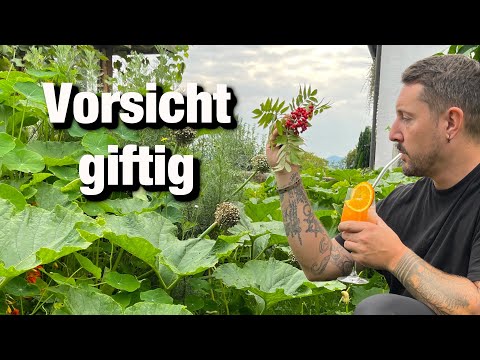 Use Aperol from rowan berries, mountain ash, wild fruit