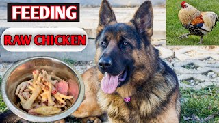 German Shepherd Feeding Chicken Feet, Chicken Head | Healthy Dog Food Recipe