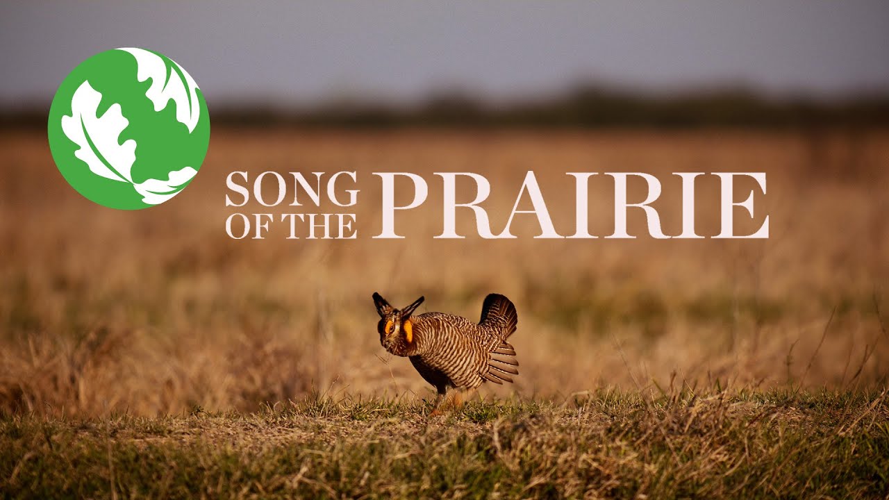 Song of the Prairie: Restoring a Home on the Range for the Attwater’s Prairie Chicken