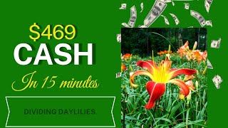 $469 in 45 minutes! | How to make money with plants | How to sell daylilies