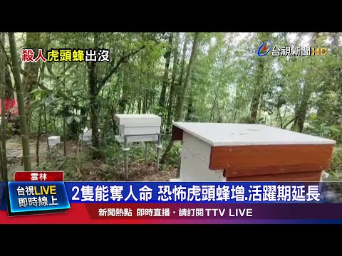 入神虎頭蜂數量