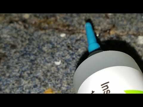 Odorous House Ants Love Bread in Freehold, NJ