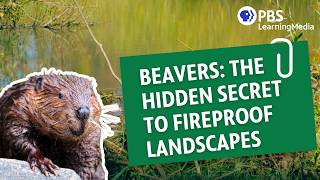 Beavers: The Hidden Secret to Fireproof Landscapes