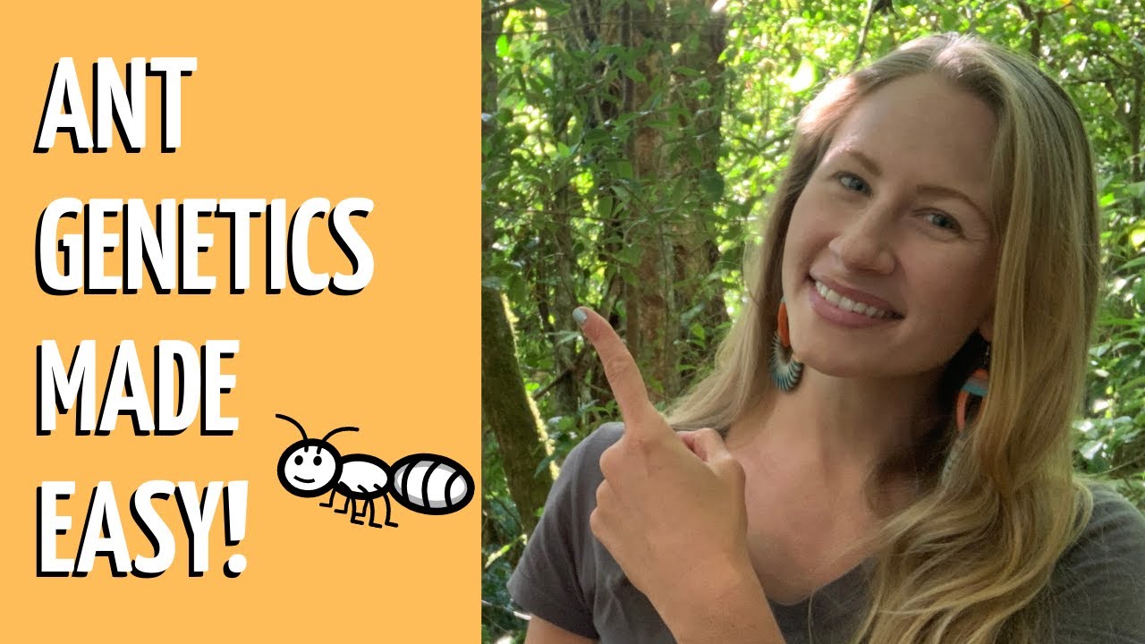 Alexa Explains: ANT GENETICS