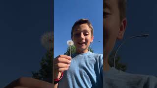 Oh look a Dandelion #shorts #dandelion