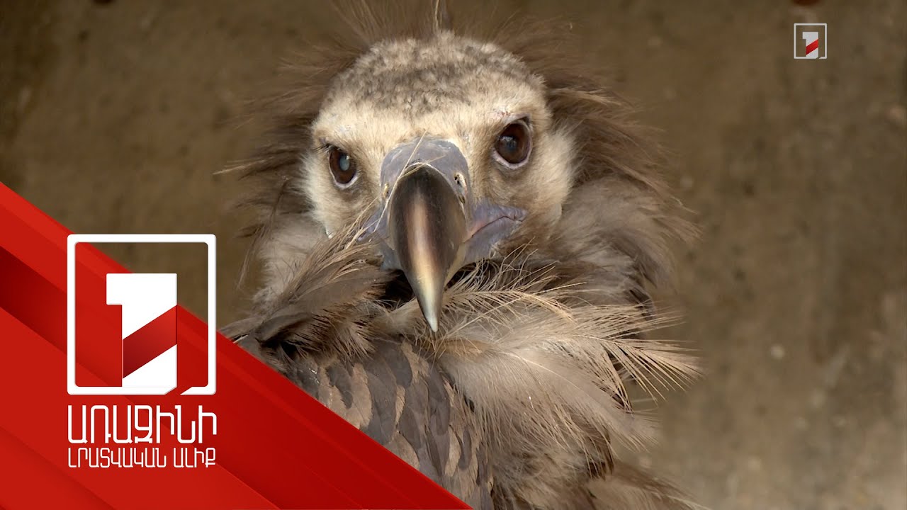 Հայաստանի Կարմիր գրքում  գրանցված 6 թռչուն վնասված կամ հյուծված տեղափոխվել է խնամքի վայրեր