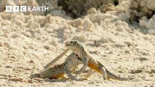 Rare Encounters from the Wild | BBC Earth