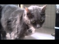 Adoption Minute Gray Tuxedo Cat