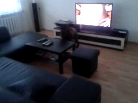 Labrador Gibbs wpada w zlosc