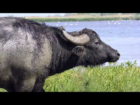 Welcome to the Danube Delta rewilding area!