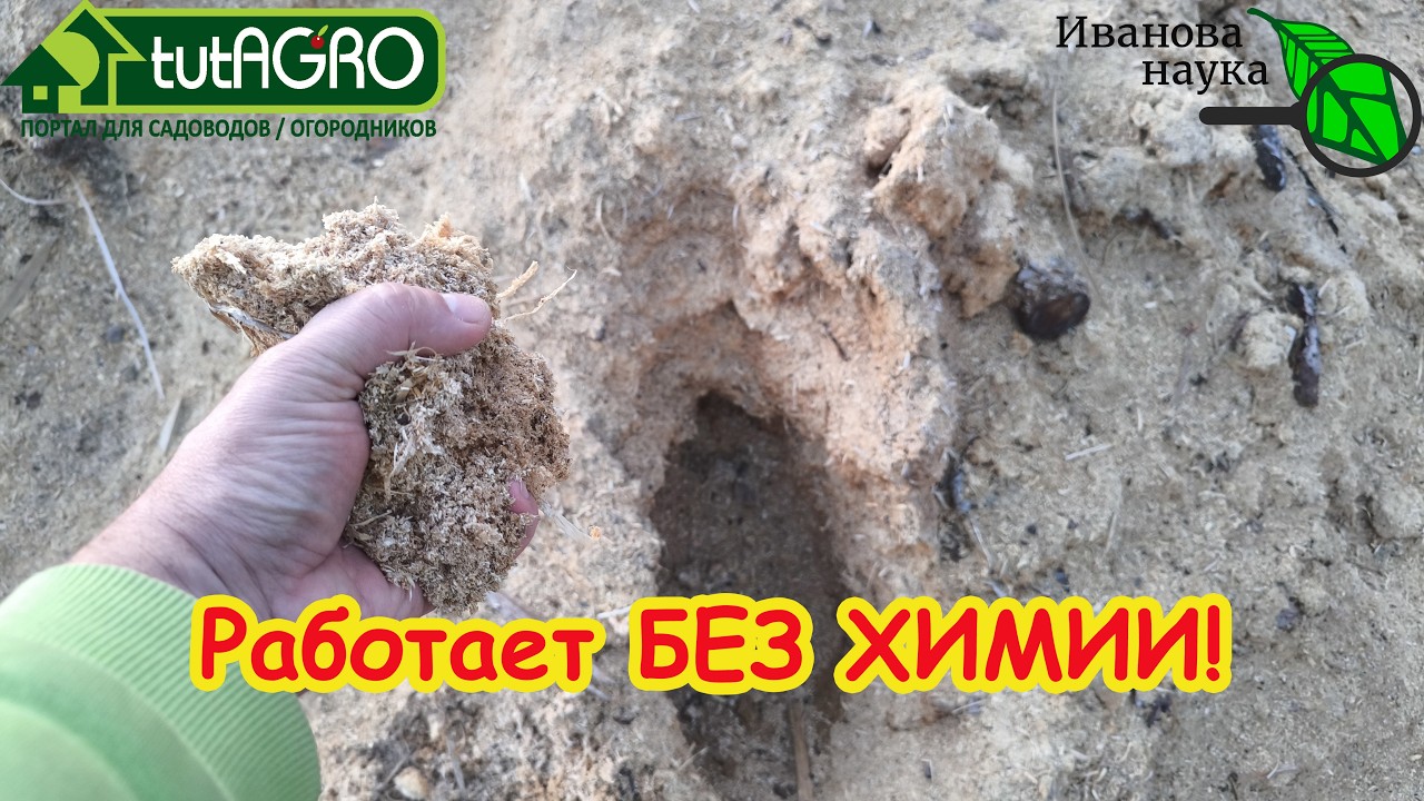 Чистые ГРЯДКИ БЕЗ ПРОПОЛКИ: один весенний секрет. Сорняков больше не будет: г