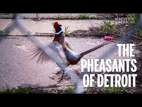 Detroit Has a Large Population of Ring-Necked Pheasants, and They Are Striking