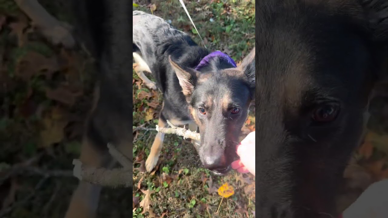 Enlarge Zara, a Adoptable German Shepherd Dog in Cookeville, TN video 4/4