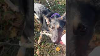 Video preview image #1 German Shepherd Dog Puppy For Sale in Cookeville, TN, USA