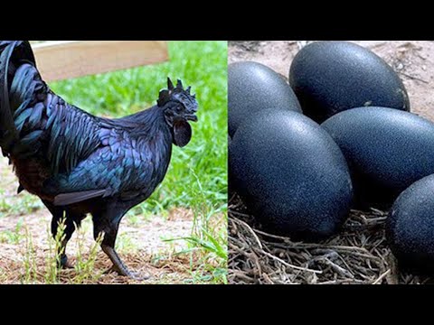 , title : '15 Roosters You Won’t Believe Actually Exist'
