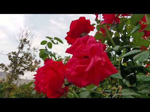 Visitando a China, Zhengzhou, visitando a Torre Zhongyuan Fu, onde você foi? Pagode distante #viagem de carro #viagem #viagem #vidareal