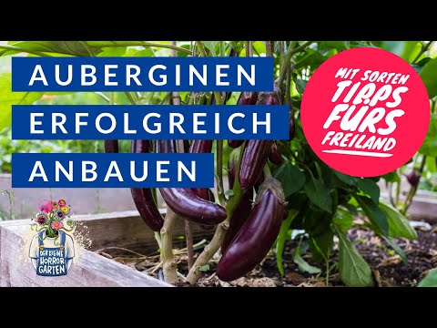 , title : 'Auberginen vorziehen - mit Sorten-Tipps fürs Freiland'
