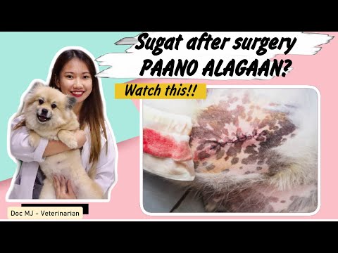 HOW TO TAKE CARE OF YOUR PET’S INCISION AFTER SURGERY