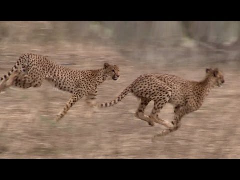 WILDLIFE IN AFRICA | Lion Safari in Ruah
