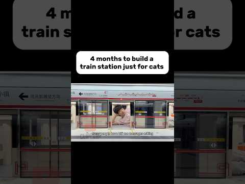 4 months to build a train station just for cats  #cutecat #diorama #diy #shorts #artwork