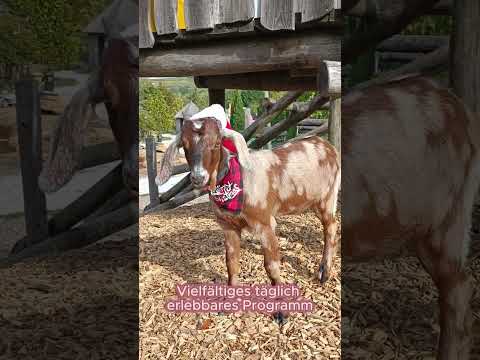 Adventzauber 2024 in den Kittenberger Erlebnisgärten ✨🎄