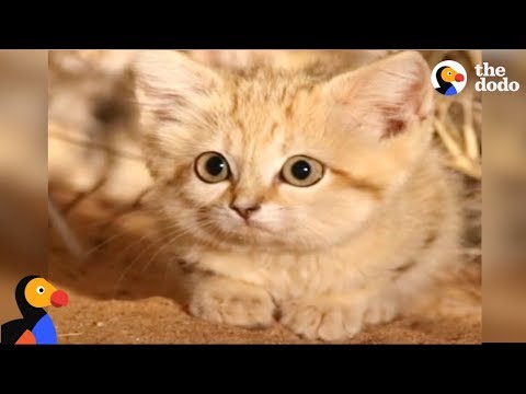 Baby Sand Kittens CAUGHT ON CAMERA For The First Time | The Dodo
